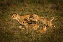 044 Masai Mara, leeuwen
